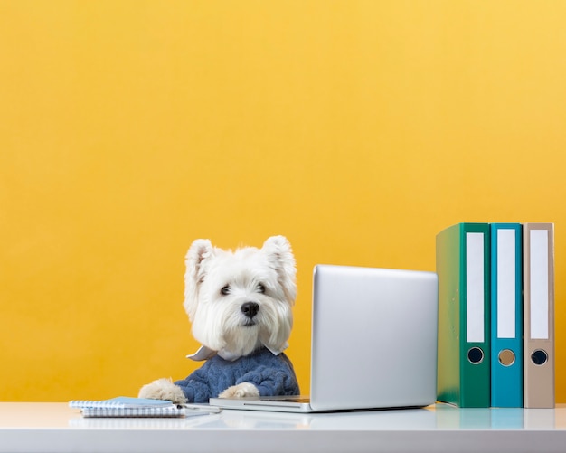 Photo gratuite petit chien mignon se faisant passer pour un homme d'affaires