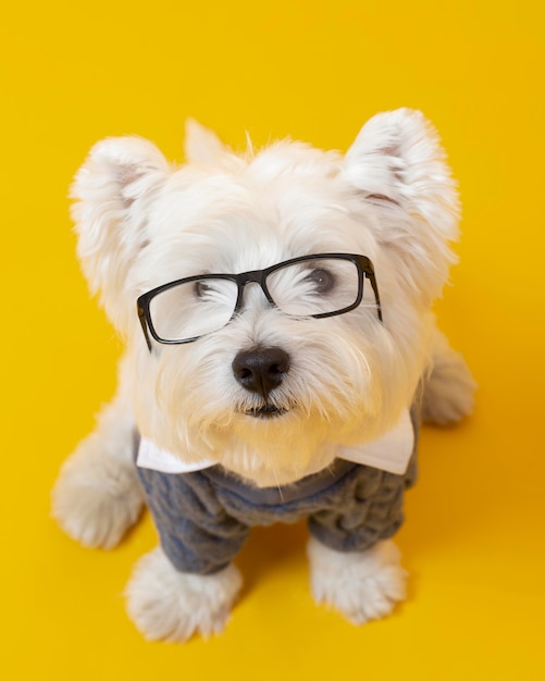 Petit chien mignon se faisant passer pour un homme d'affaires