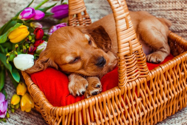 Le petit chien qui dort dans le cubby près de fleurs