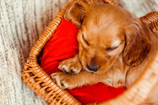 Le petit chien qui dort dans le cubby