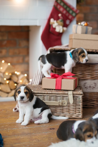 Photo gratuite petit chiot dans le panier