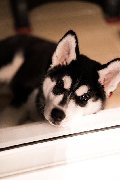 Petit chiot husky