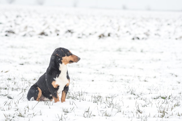 Photo gratuite petit chiot mignon sur champ neigeux