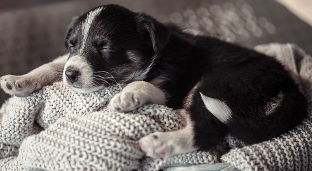 Petit chiot mignon couché avec un pull.