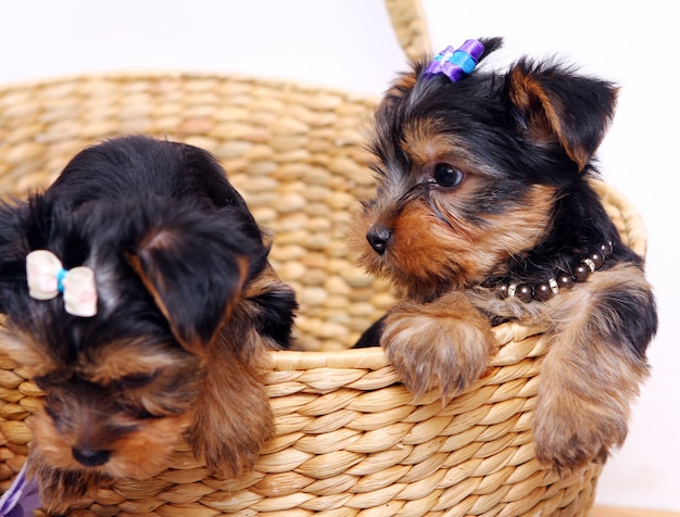 Petit chiot mignon à la maison