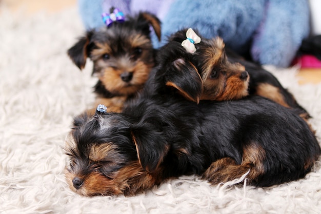 Petit chiot mignon à la maison