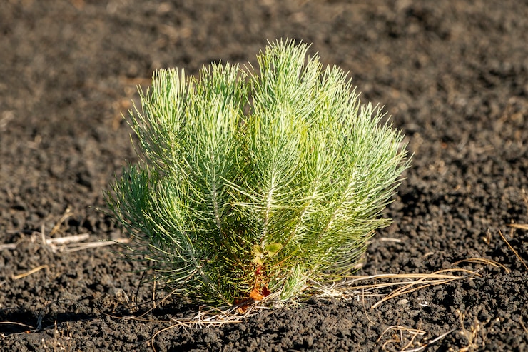 Photo gratuit petit conifère poussant sur un sol volcanique