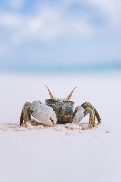 Photo gratuite petit crabe mignon à la plage de l'océan