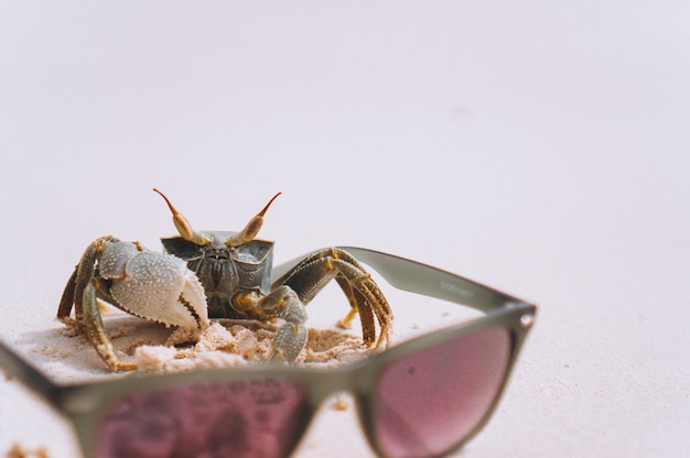 Petit crabe mignon à la plage de l'océan