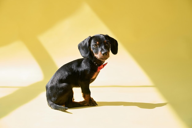 Un petit dachshund noir avec des pattes brunes et un chiot au cou assis à regarder la caméra