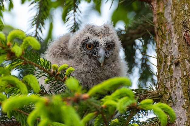 Un Petit Hibou Des Marais Est Assis Sur Une Branche D Arbre Dans La Foret Chouette Hibou A Longues Oreilles Bebe Dans Le Bois Photo Premium Un Petit Hibou Des Marais Est Assis Sur Une Branche D Arbre Dans La Foret Chouette Hibou A Longues Oreilles Bebe Dans Le Bois Photo Premium