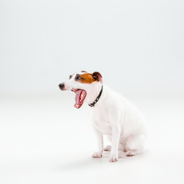 Petit Jack Russell Terrier assis sur blanc