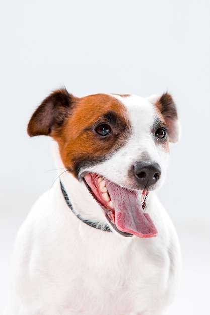 Petit Jack Russell Terrier assis sur blanc