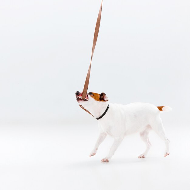 Petit Jack Russell Terrier sur blanc