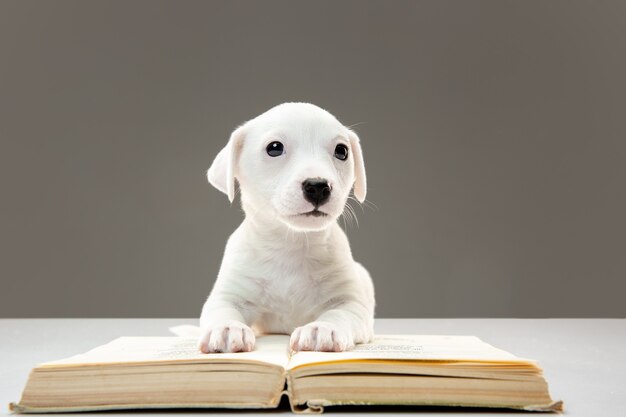 Petit jeune chien posant joyeux.