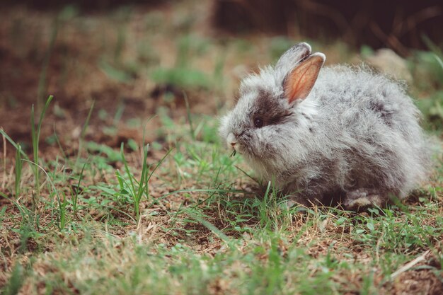 Petit lapin.