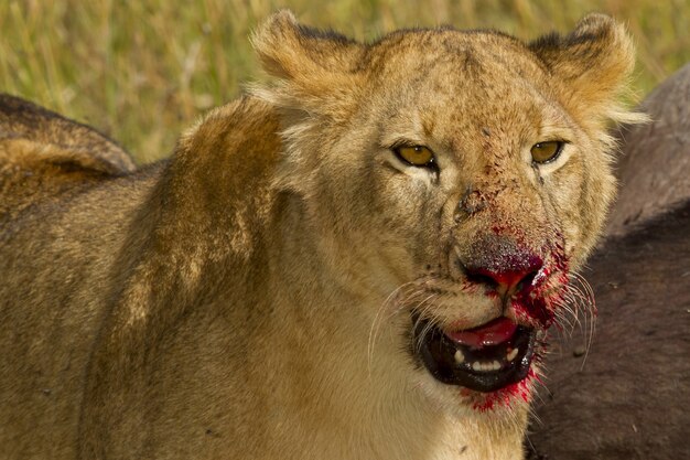 Petit lion se nourrissant sauvagement d'un animal mort dans la jungle africaine