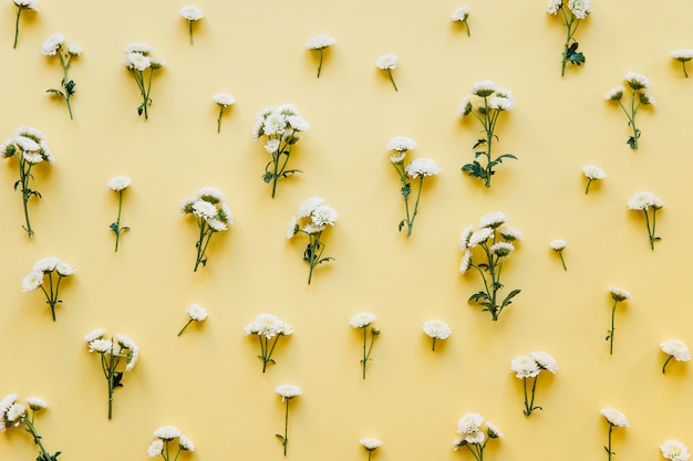 Petit modèle de fleurs blanches