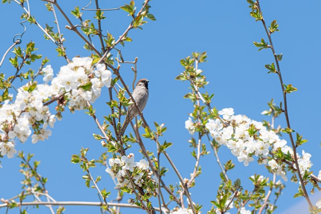 Photo gratuite petit moineau assis sur une branche