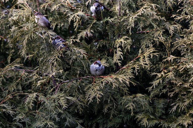 Petit oiseau assis sur une branche avec des feuilles vertes