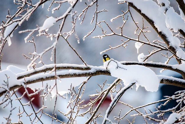 Petit oiseau mésange charbonnière sur la branche d'un arbre d'hiver