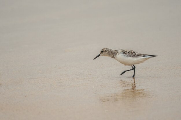 Petit oiseau mignon de sanderling marchant sur une plage sablonneuse