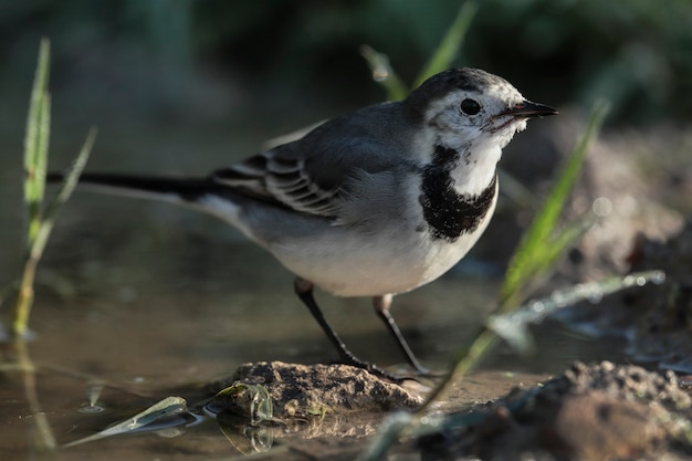 Petit oiseau