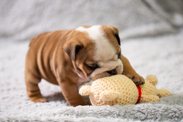 Images Bebe Bulldog Anglais Vecteurs Photos Et Psd Gratuits Images Bebe Bulldog Anglais Vecteurs Photos Et Psd Gratuits