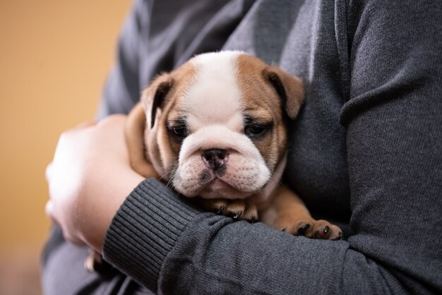 Images Bebe Bulldog Anglais Vecteurs Photos Et Psd Gratuits