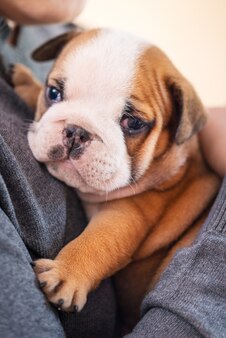 Images Bebe Bulldog Anglais Vecteurs Photos Et Psd Gratuits Images Bebe Bulldog Anglais Vecteurs Photos Et Psd Gratuits