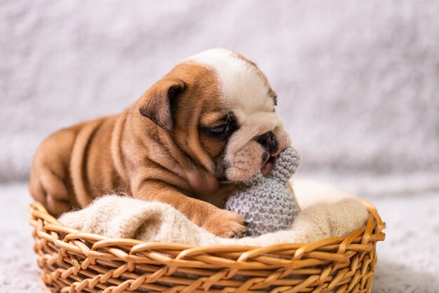 Images Bebe Bulldog Anglais Vecteurs Photos Et Psd Gratuits Images Bebe Bulldog Anglais Vecteurs Photos Et Psd Gratuits