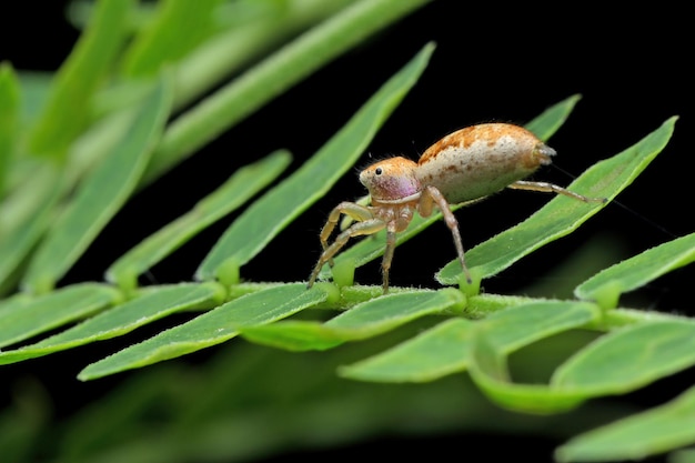 Petit plan rapproché d'araignée sur les feuilles vertes avec le fond noir