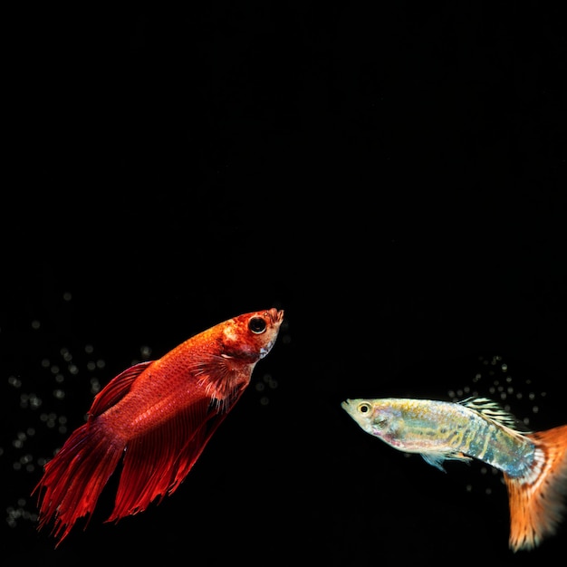 Photo gratuite petit poisson betta avec espace de copie