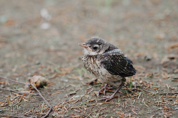 Petit Poussin Coucou Dans Le Parc Clos Photo Premium