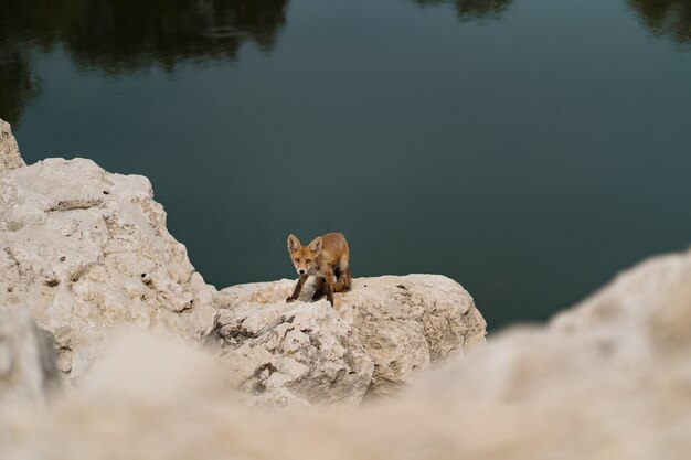 Petit renard en train de bronzer sur une pierre blanche près de l'eau dans la nature.