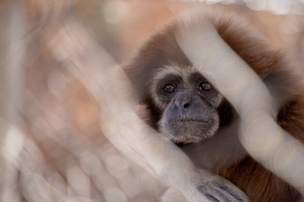 Homme Singe Qui Gagne Le Temps Photo Gratuite Homme Singe Qui Gagne Le Temps Photo Gratuite