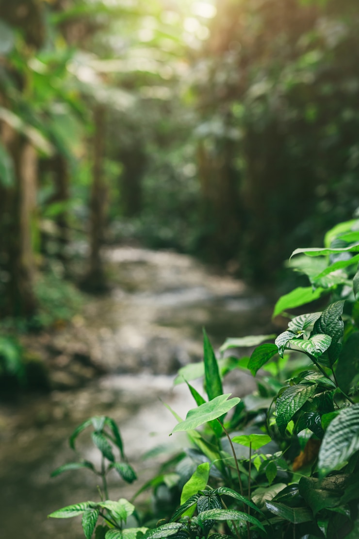 Photo gratuit petit tronc de rivière dans la forêt tropicale.