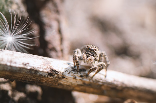 Photo gratuite petite araignée sauteuse dans le jardin, close up.