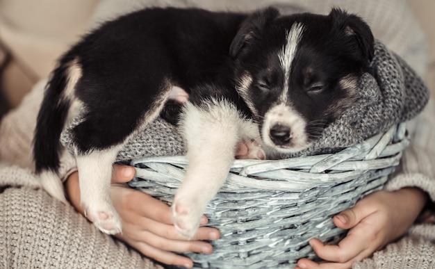 Une petite fille tenant un chiot dans un panier