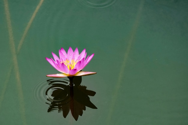 Photo gratuite petite fleur pourpre dans l'eau