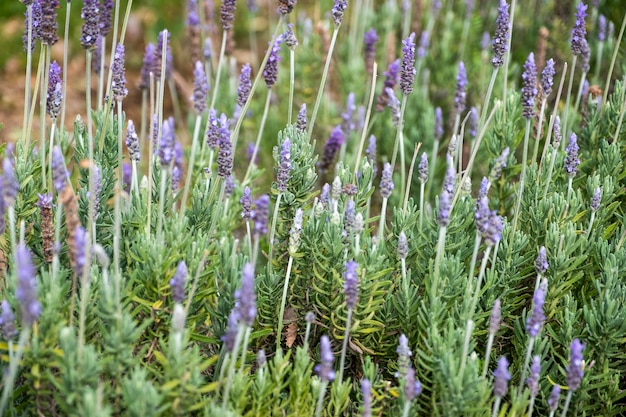 petite fleur pourpre dans le jardin