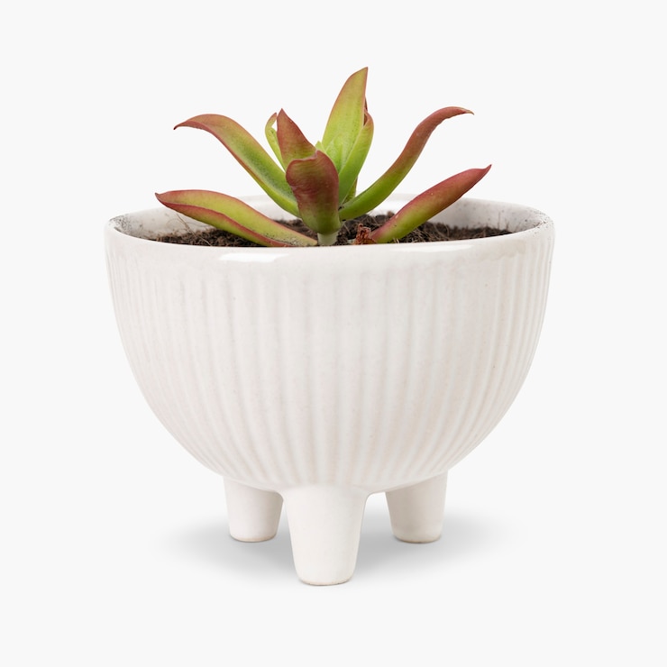 Photo gratuit petite plante succulente dans un pot blanc