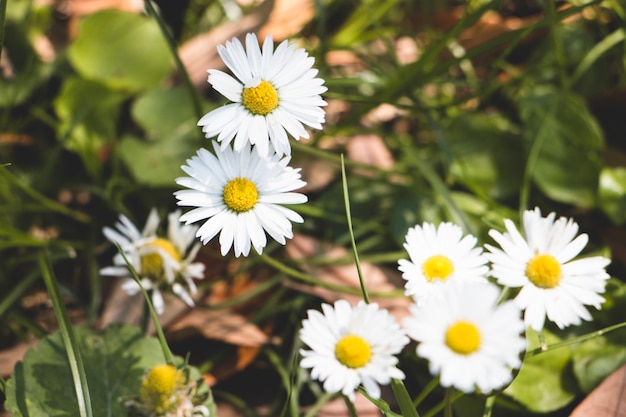 Petites camomilles mignonnes