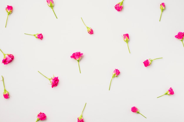 Petites fleurs fuchsia