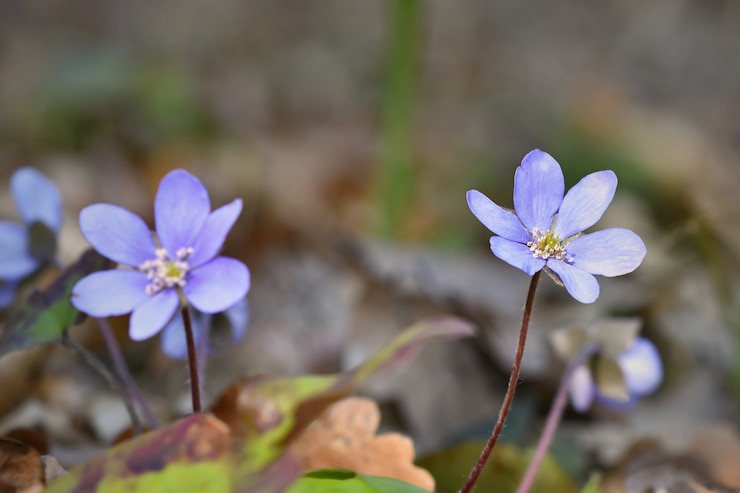 Photo gratuit &quot;petites fleurs violettes en pleine croissance&quot;