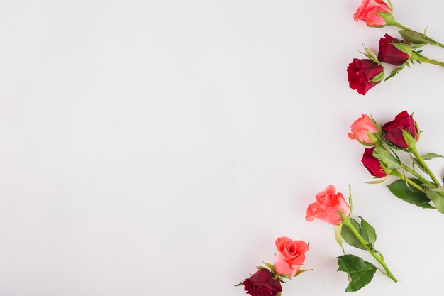 Petits bouquets de roses sur blanc