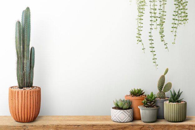 Petits cactus avec un fond de mur blanc