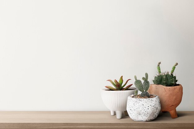 Petits cactus avec un fond de mur blanc