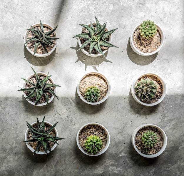 Petits cactus sur le sol