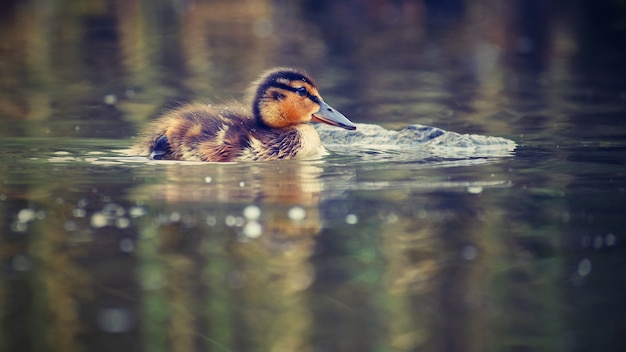 Petits canards sur un étang. Pateaux à volants. (Anas platyrhynchos)